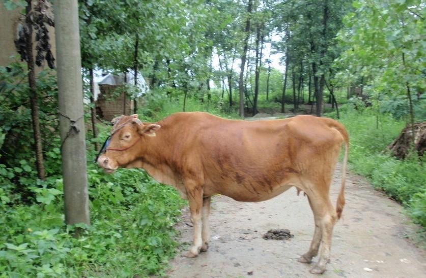 林芝最新求一个套医保卡的黄牛是真的吗方法分析(最方便真实的林芝求一个套医保卡的黄牛是真的吗还是假的方法)